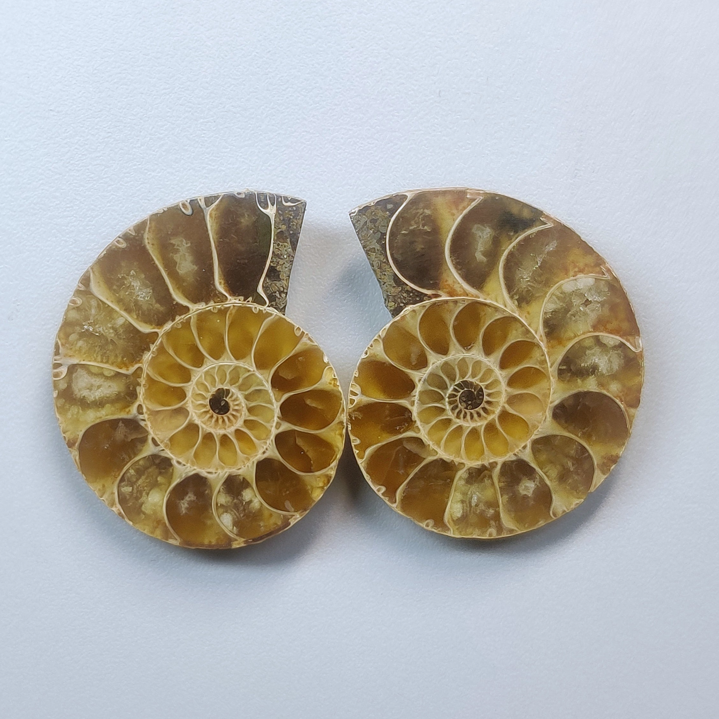 Ammonite