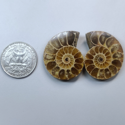 Ammonite