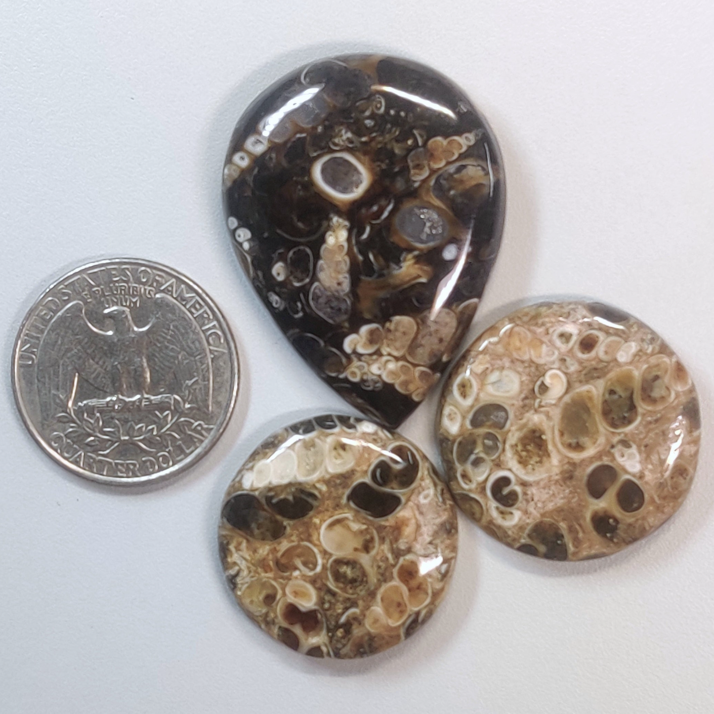 Turritella Agate