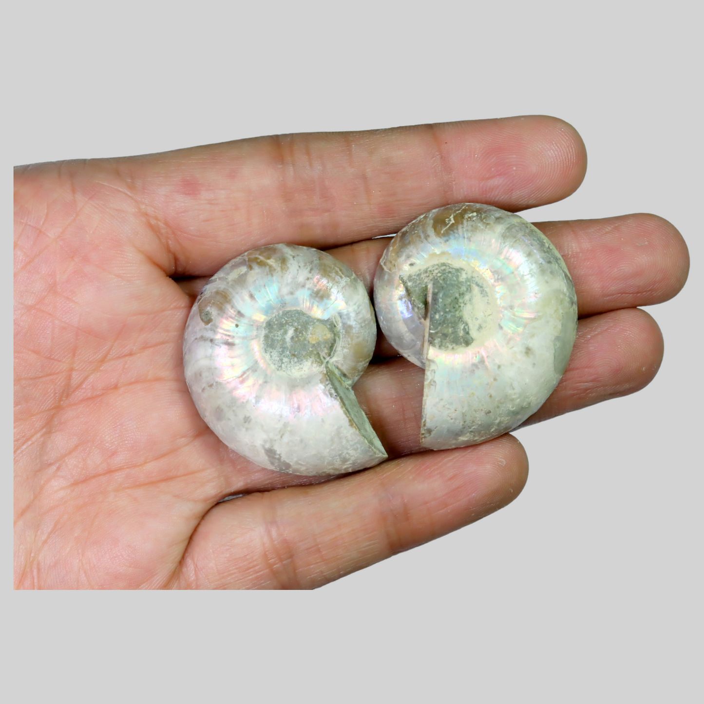 AMMONITE