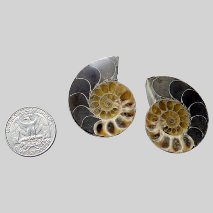 AMMONITE