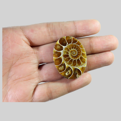 Ammonite