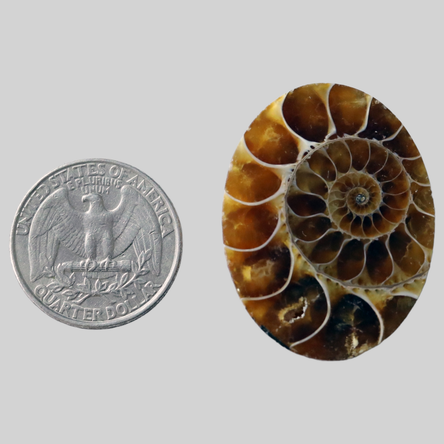 Ammonite