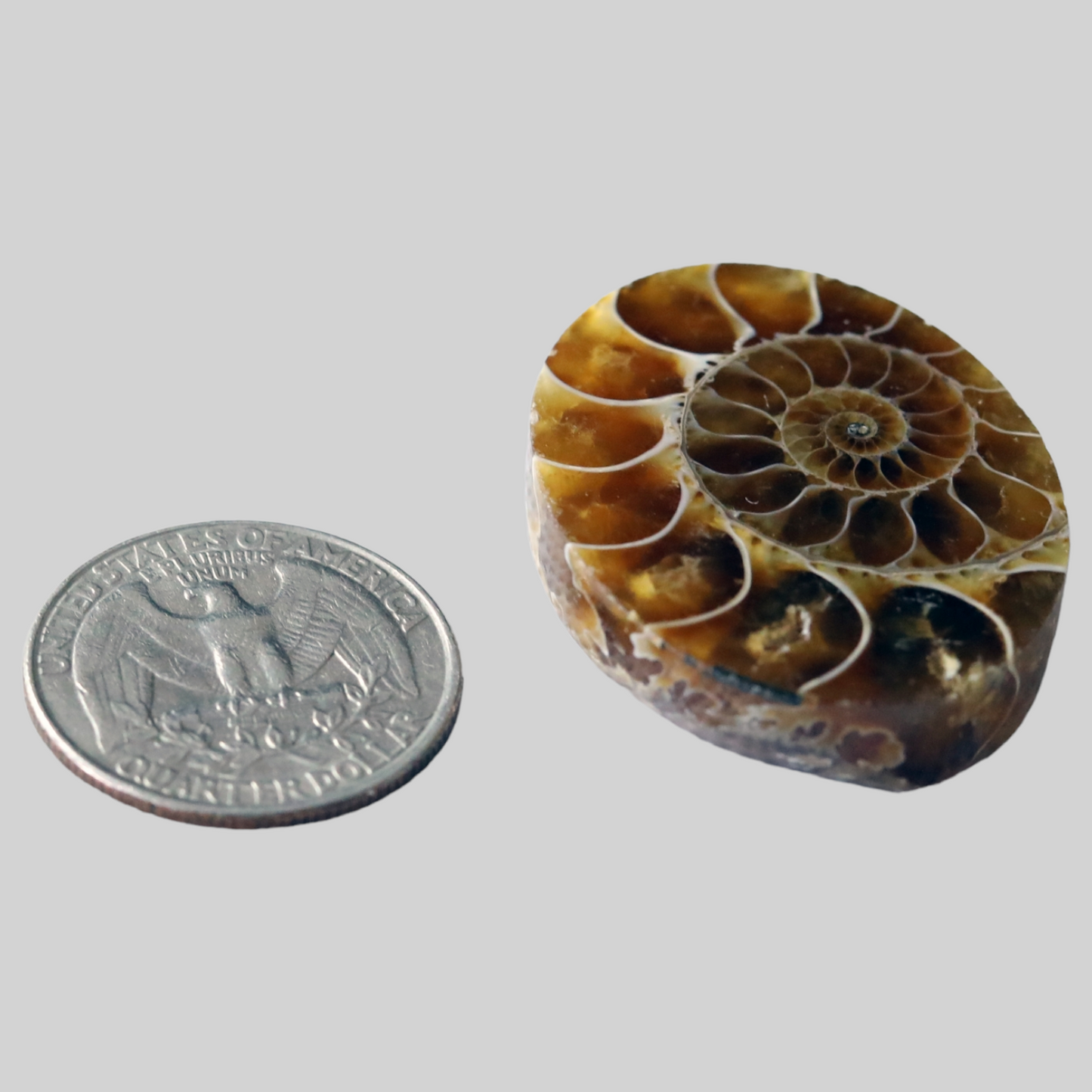 Ammonite