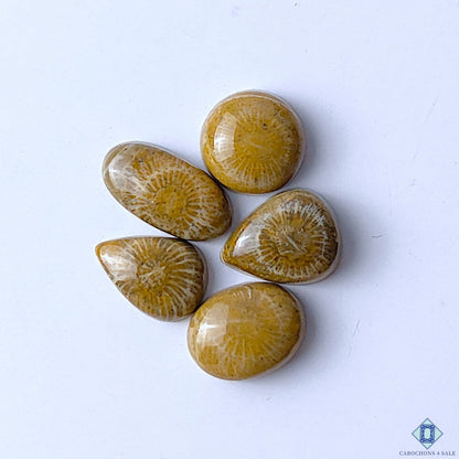 Cabochons4sale brown fossil coral gemstone mix shape lot with unique organic patterns and opaque finish.