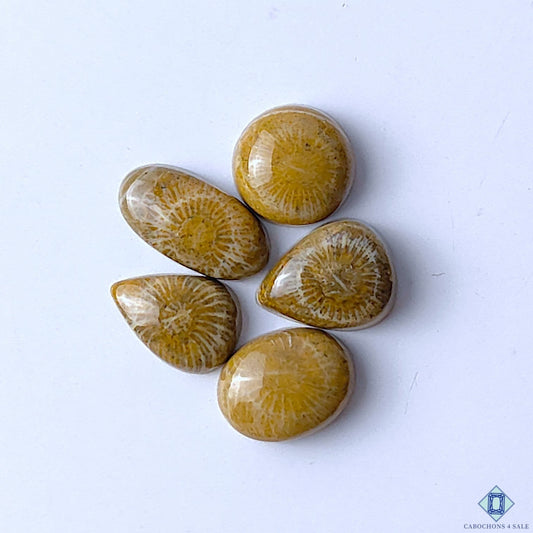 Cabochons4sale brown fossil coral gemstone mix shape lot with unique organic patterns and opaque finish.
