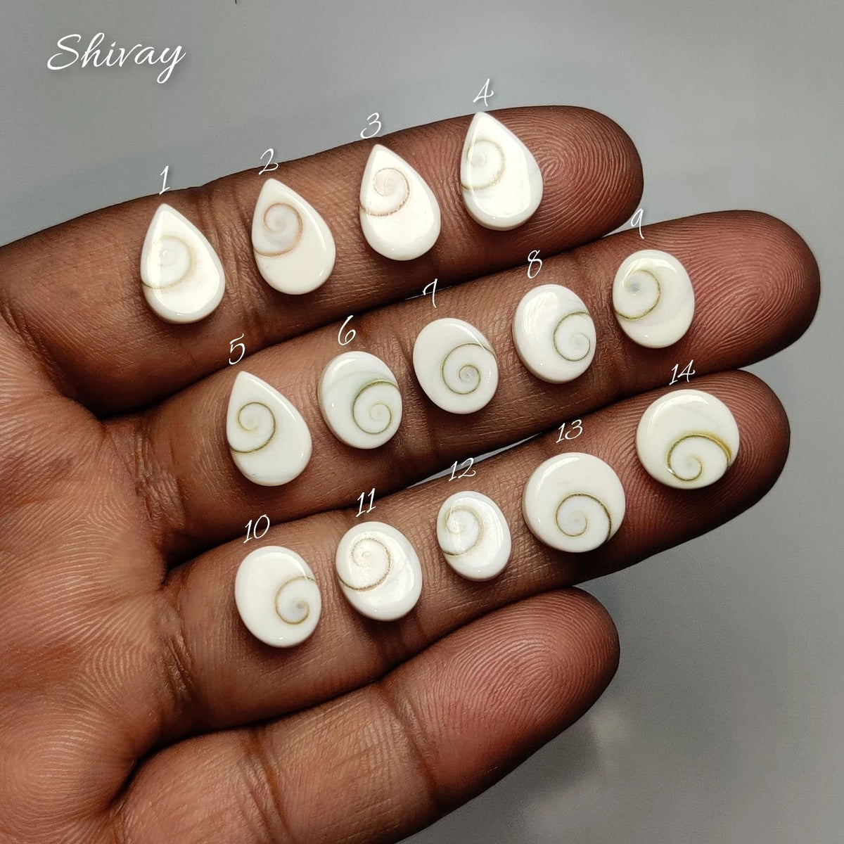 Cabochons4sale natural Shiva Eye shell cabochons with spiral patterns held in a hand for jewelry making.