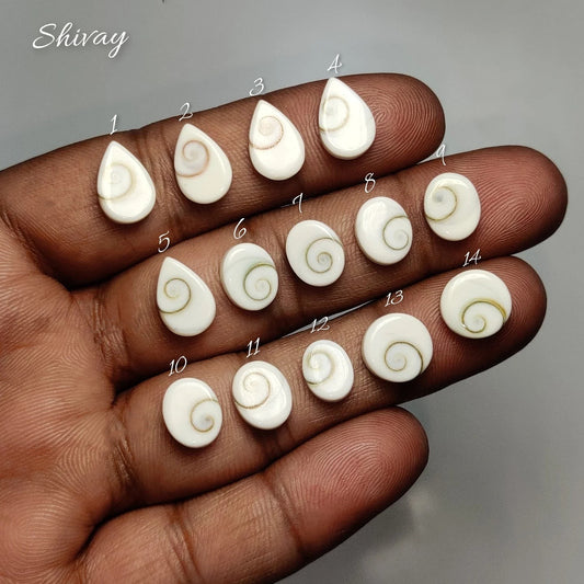 Cabochons4sale natural Shiva Eye shell cabochons with spiral patterns held in a hand for jewelry making.